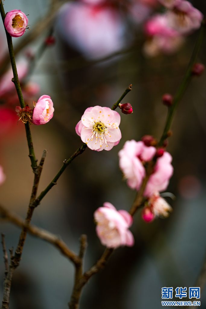 梅花与山茶花绽放昆明街头