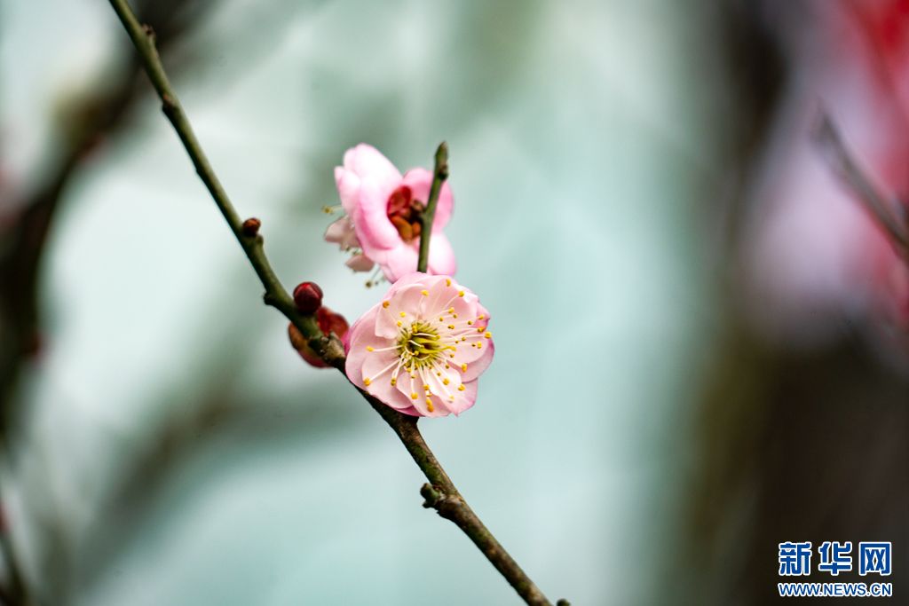 梅花与山茶花绽放昆明街头