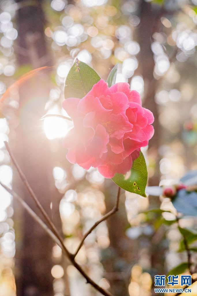 梅花与山茶花绽放昆明街头