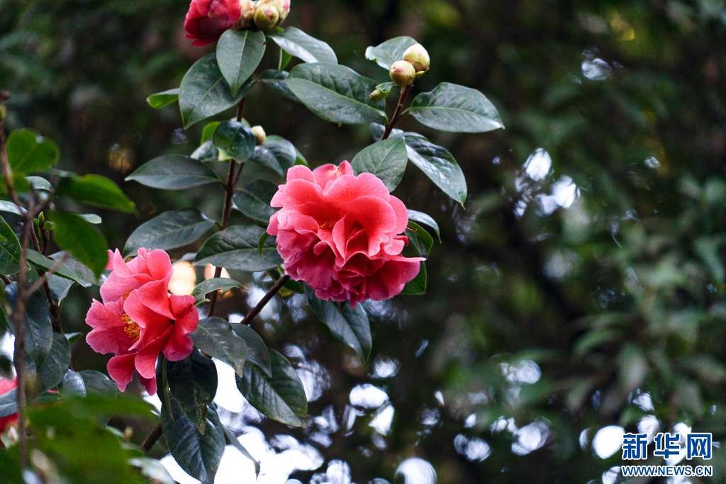 梅花与山茶花绽放昆明街头