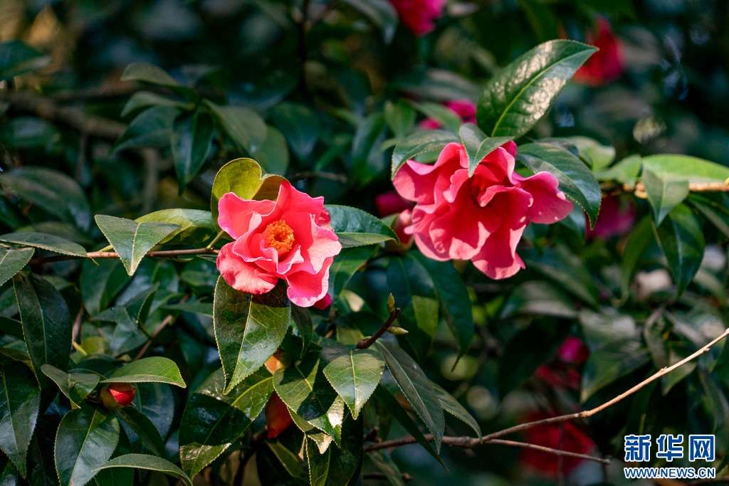 梅花与山茶花绽放昆明街头