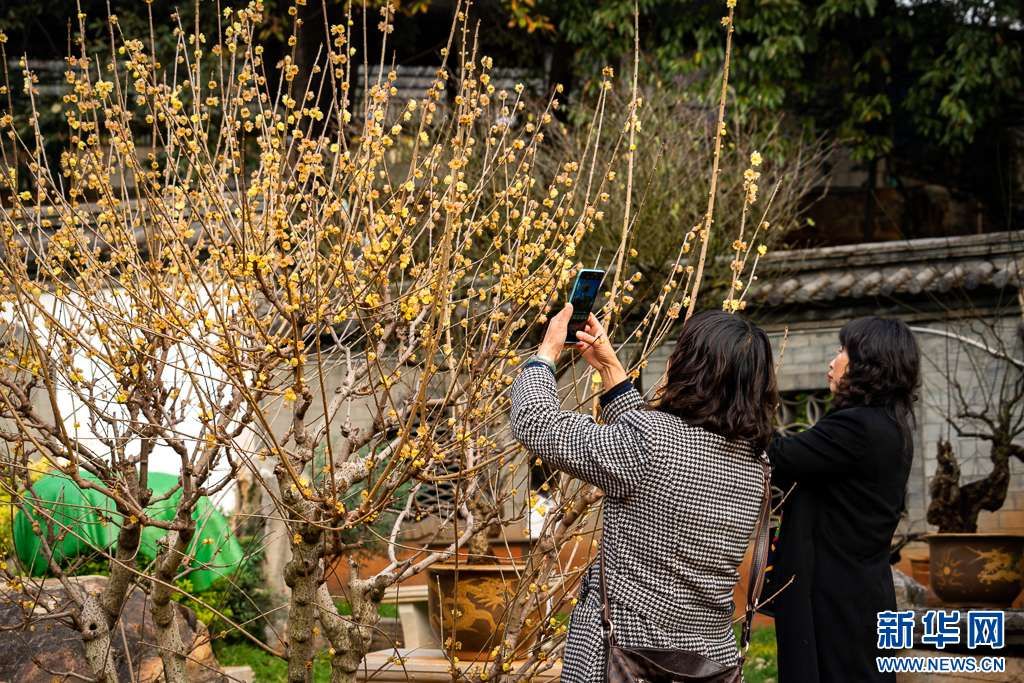 梅花与山茶花绽放昆明街头