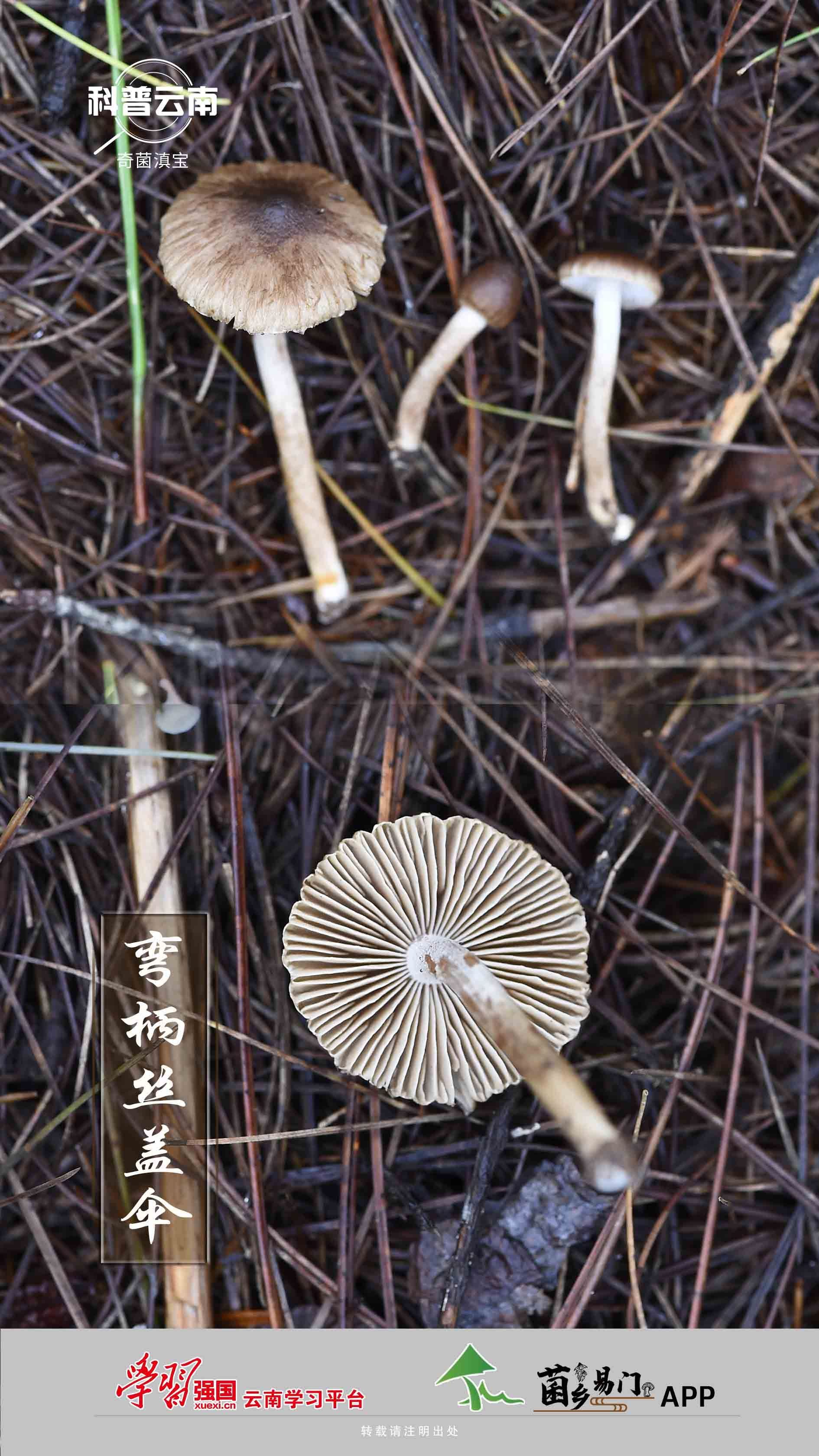 科普云南 奇菌滇宝 弯柄丝盖伞 关注森林 
