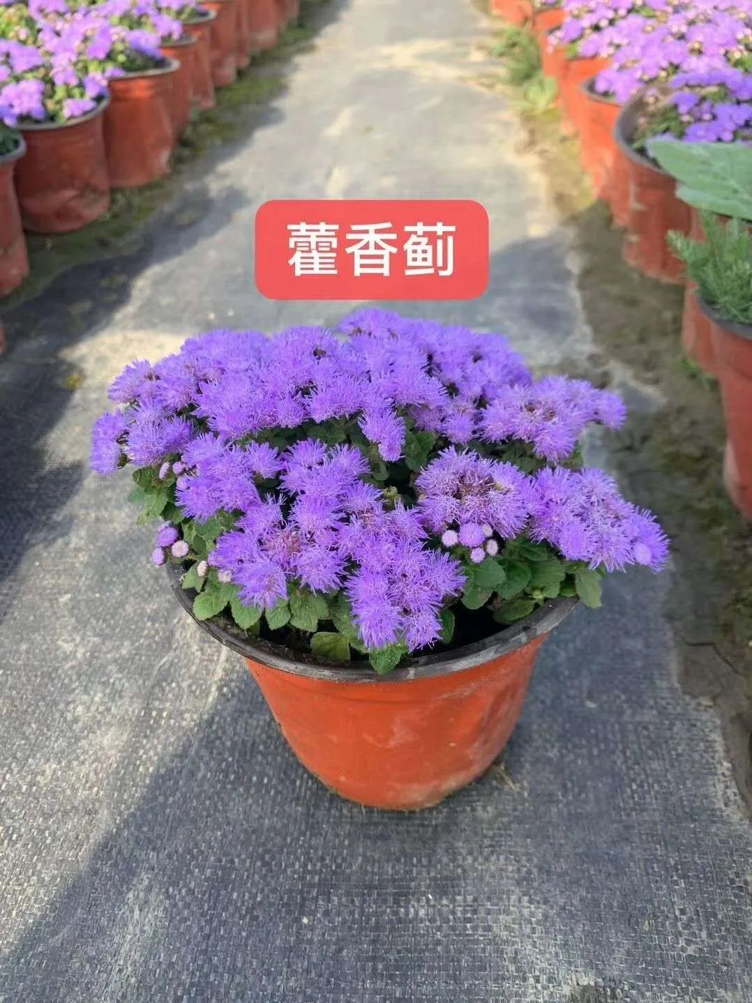 【植物大课堂】藿香蓟的价值和用途 - 关注森林