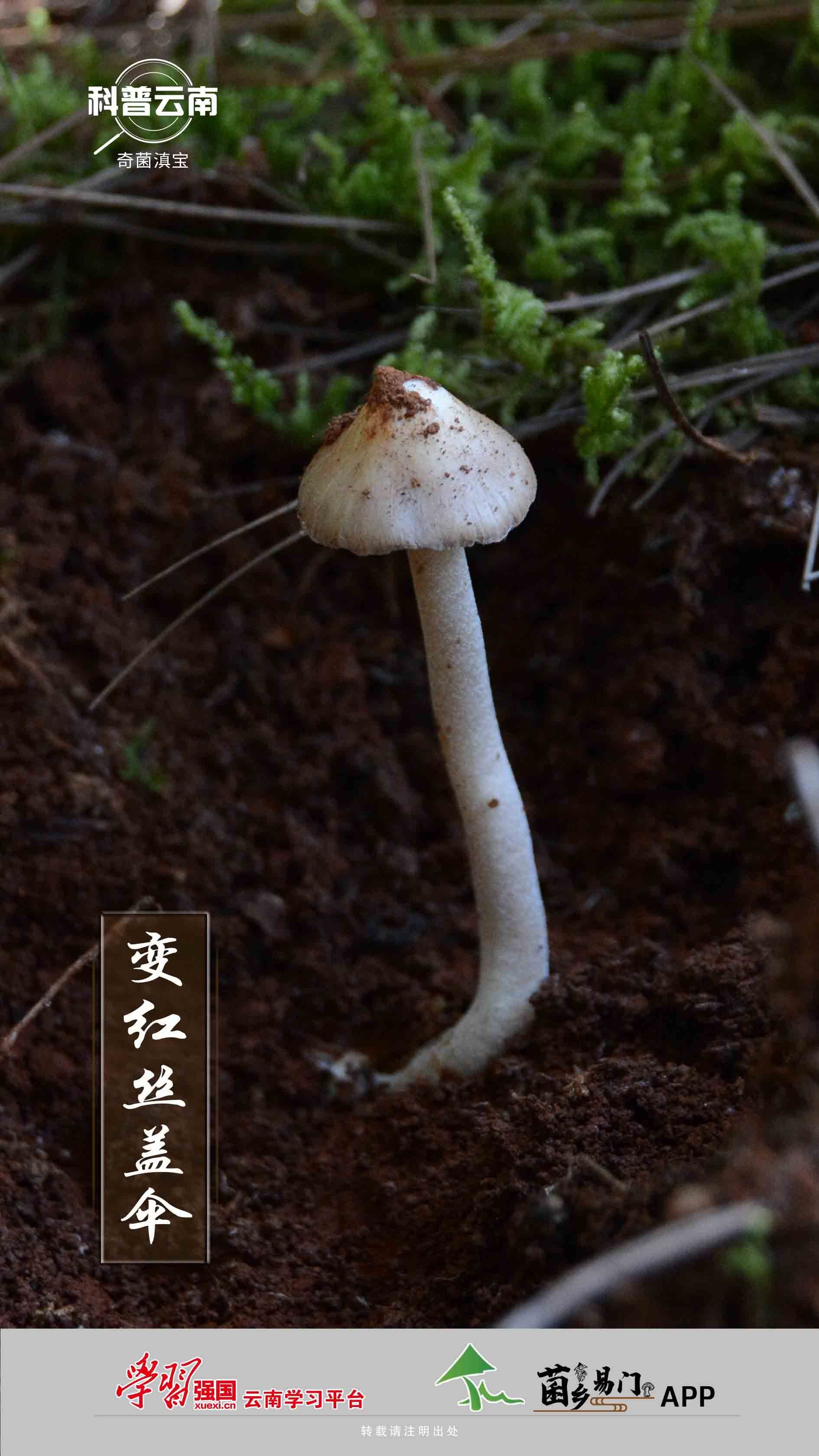 科普云南 奇菌滇宝 变红丝盖伞 关注森林 