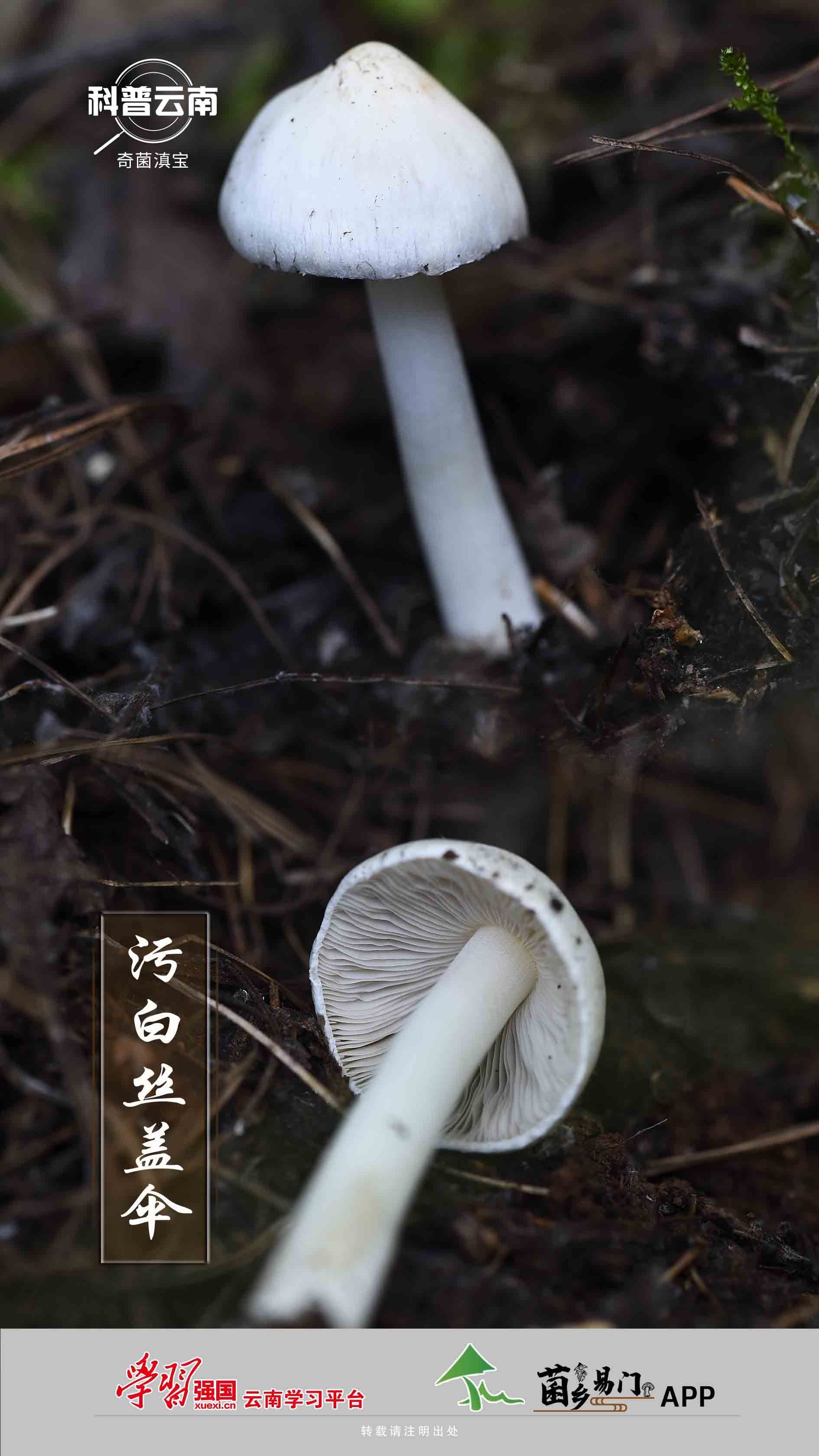 科普云南 奇菌滇宝 污白丝盖伞 关注森林 