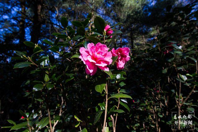 一棵树上竟花开万朵，昆明5棵山茶现奇观 高伟 摄