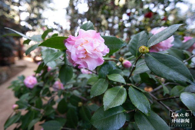 一棵树上竟花开万朵，昆明5棵山茶现奇观 高伟 摄