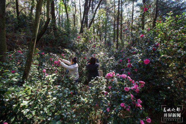 一棵树上竟花开万朵，昆明5棵山茶现奇观 高伟 摄