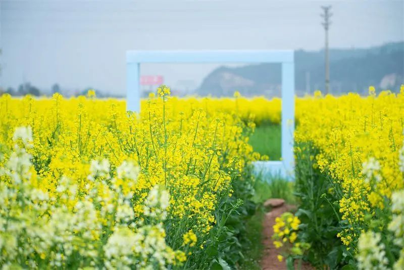 生态云南 | 赴一场金色花海之约! - 关注森林