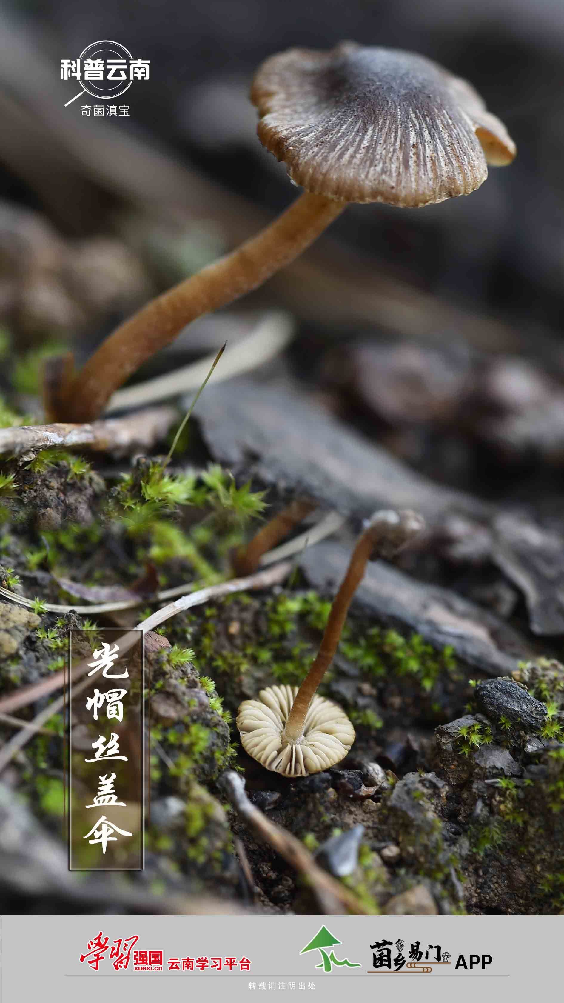 科普云南 奇菌滇宝 光帽丝盖伞 Isenlincn 