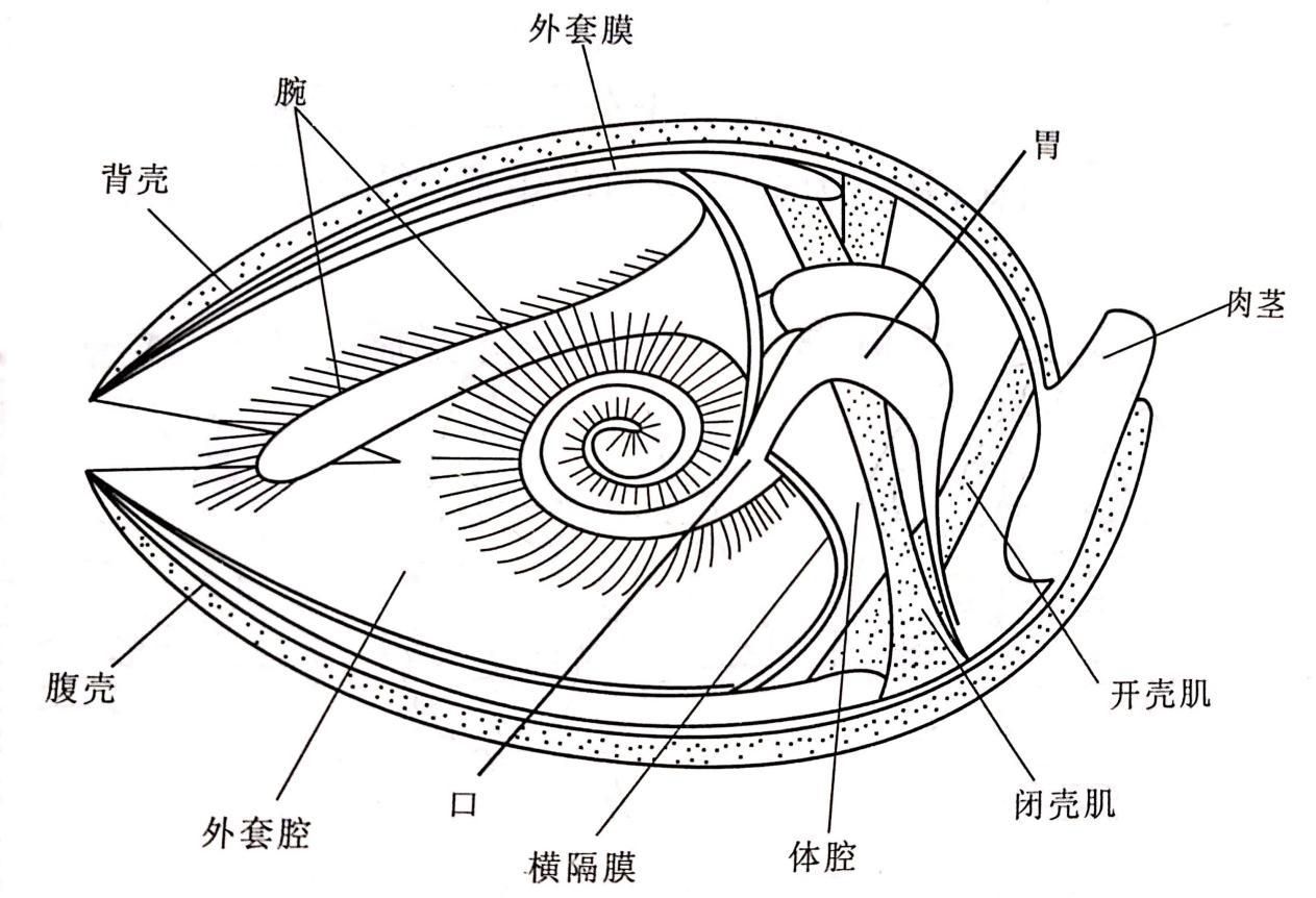 腕足动物形态构造（纵向剖视）（Storer，1965）