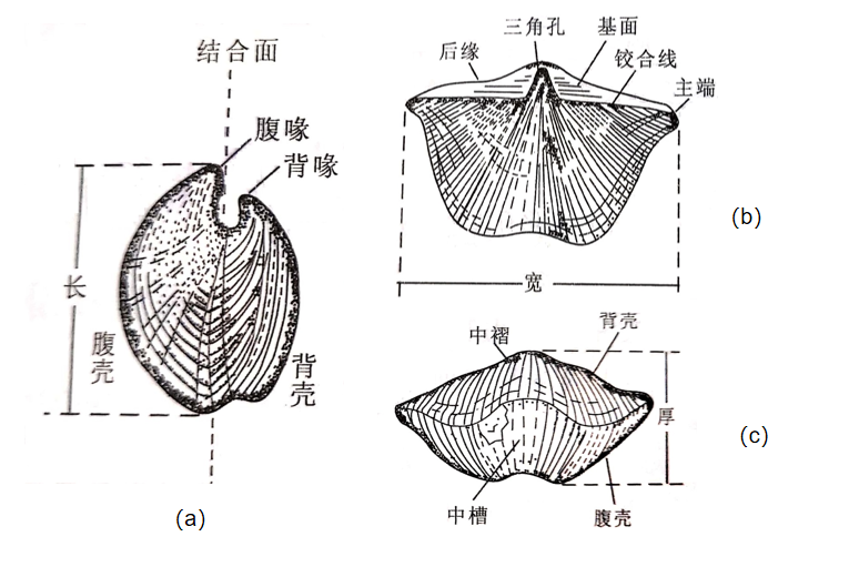 腕足动物的定向和硬体外部构造（a：侧视；b：背视；c：前视）