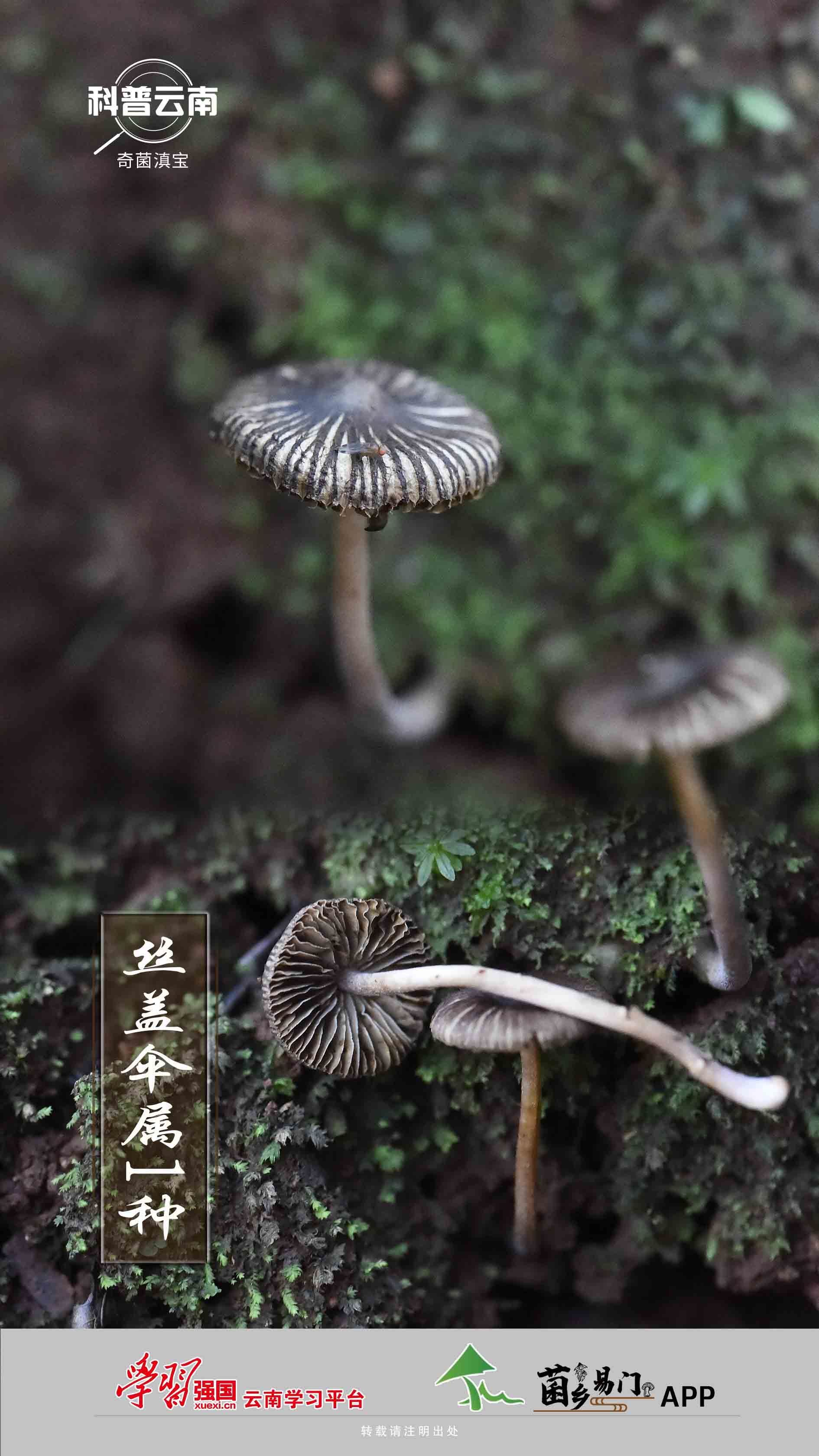 科普云南 奇菌滇宝 丝盖伞属1种 Isenlincn 