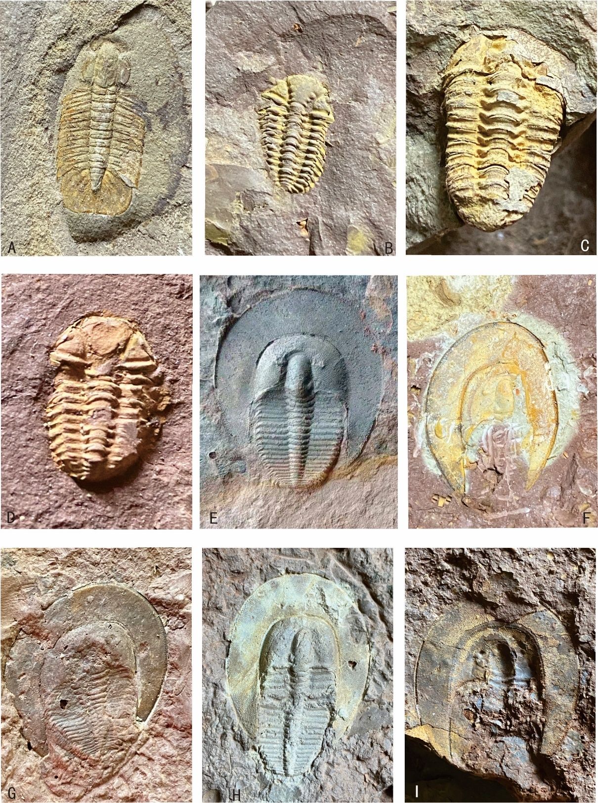 施甸早古生代三叶虫化石