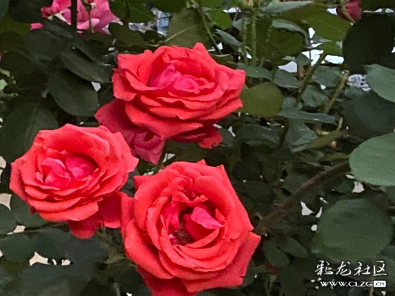 月季争艳,四季芬芳- 关注森林 月季争艳,四季芬芳- 关注森林