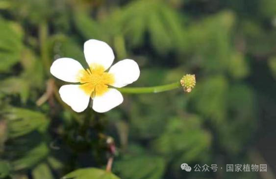 珍稀濒危植物——北京水毛茛专题展 _www.isenlin.cn