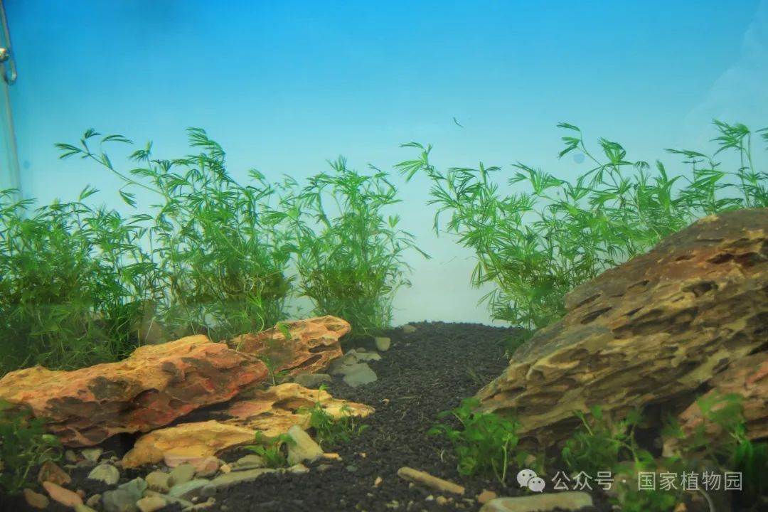 珍稀濒危植物——北京水毛茛专题展_www.isenlin.cn