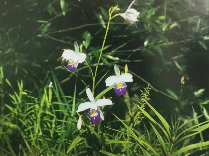 游览国家植物园——183.认识植物： - 关注森林