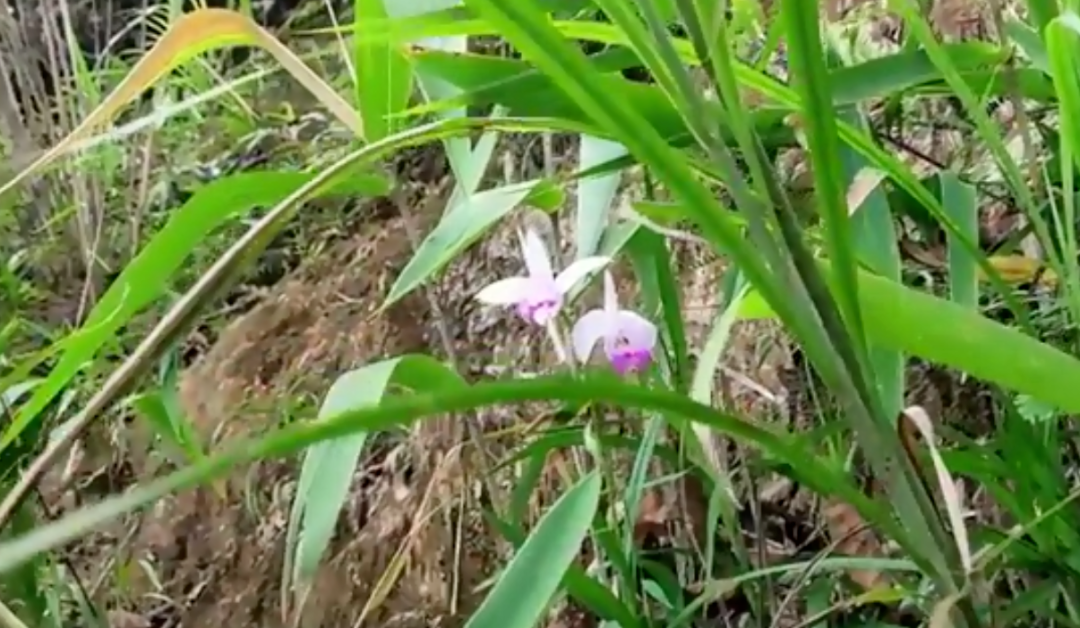 游览国家植物园——183.认识植物: - 关注森林