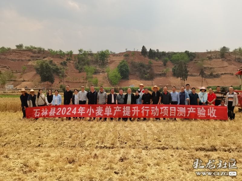 筑牢粮食安全防线石林省级小麦单产提升项目喜迎丰收_www.isenlin.cn