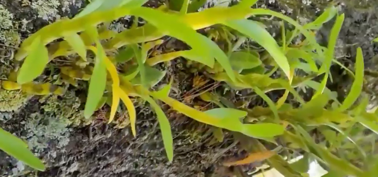 游览国家植物园——187.认识植物:石斛_www.isenlin.cn