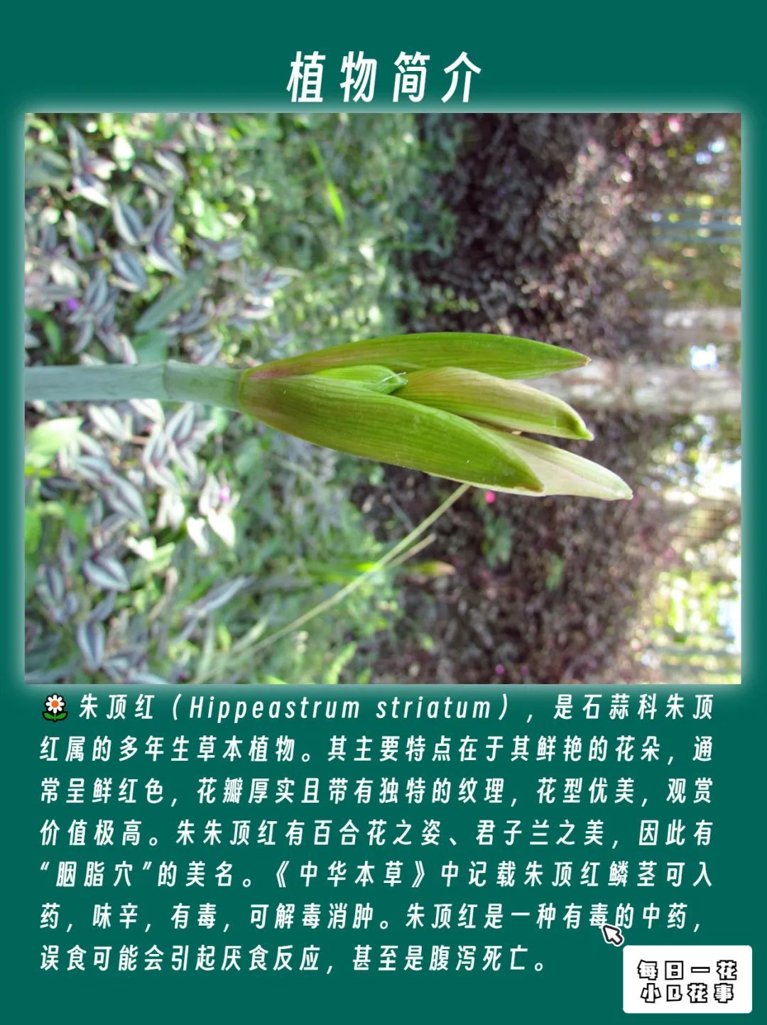 中国　剔紅　堆朱　花文　香合　2点　C　4901 中国 剔紅 堆朱 花文 香合 2点 C 4901 - メルカリ