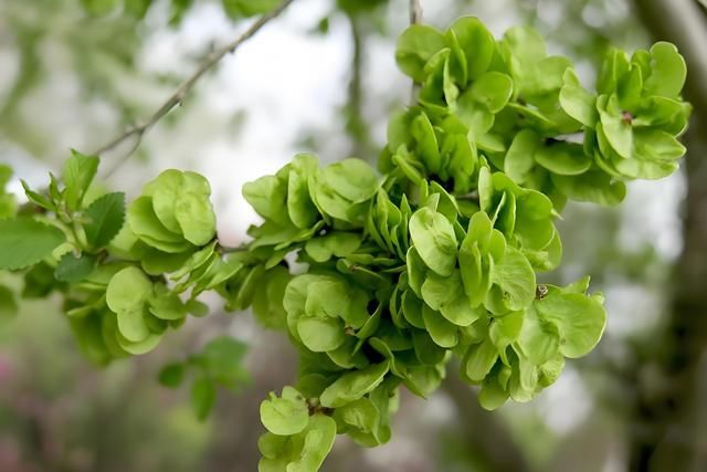 榆钱树的榆钱是花还是果实,榆钱树适合种植在什么地方? - 关注森林