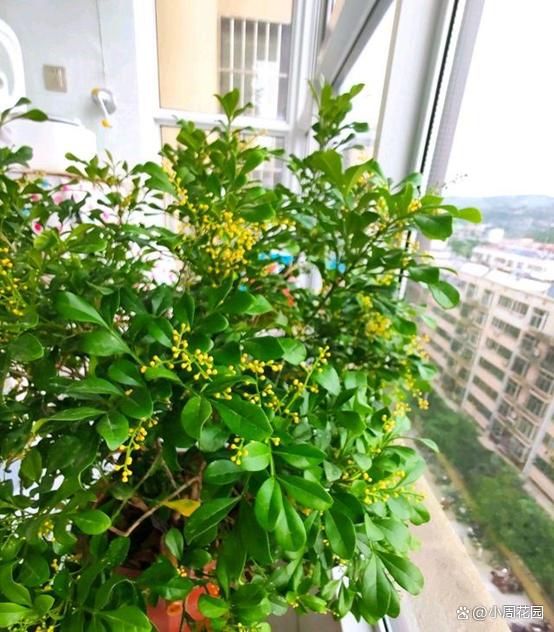 夏天里的8种香花,放在室内,花香四溢 - 关注森林