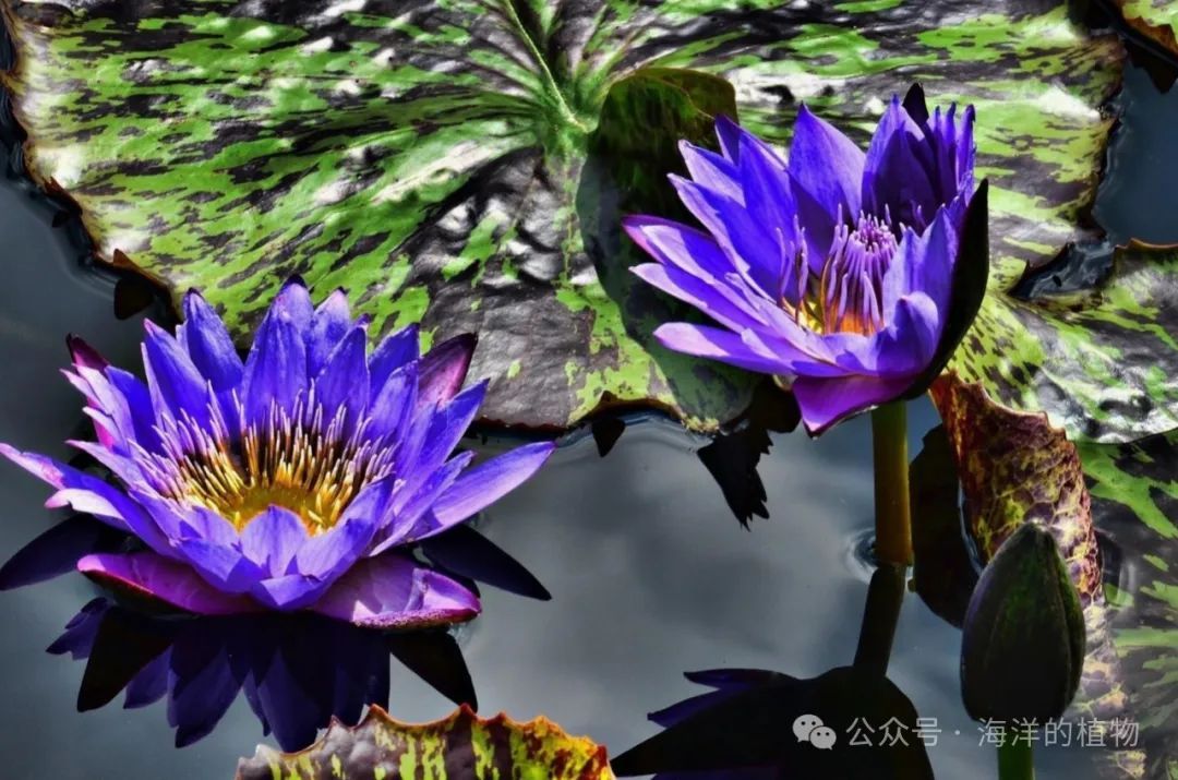 果博入口夏季有哪些可以种的水生植物(图3)