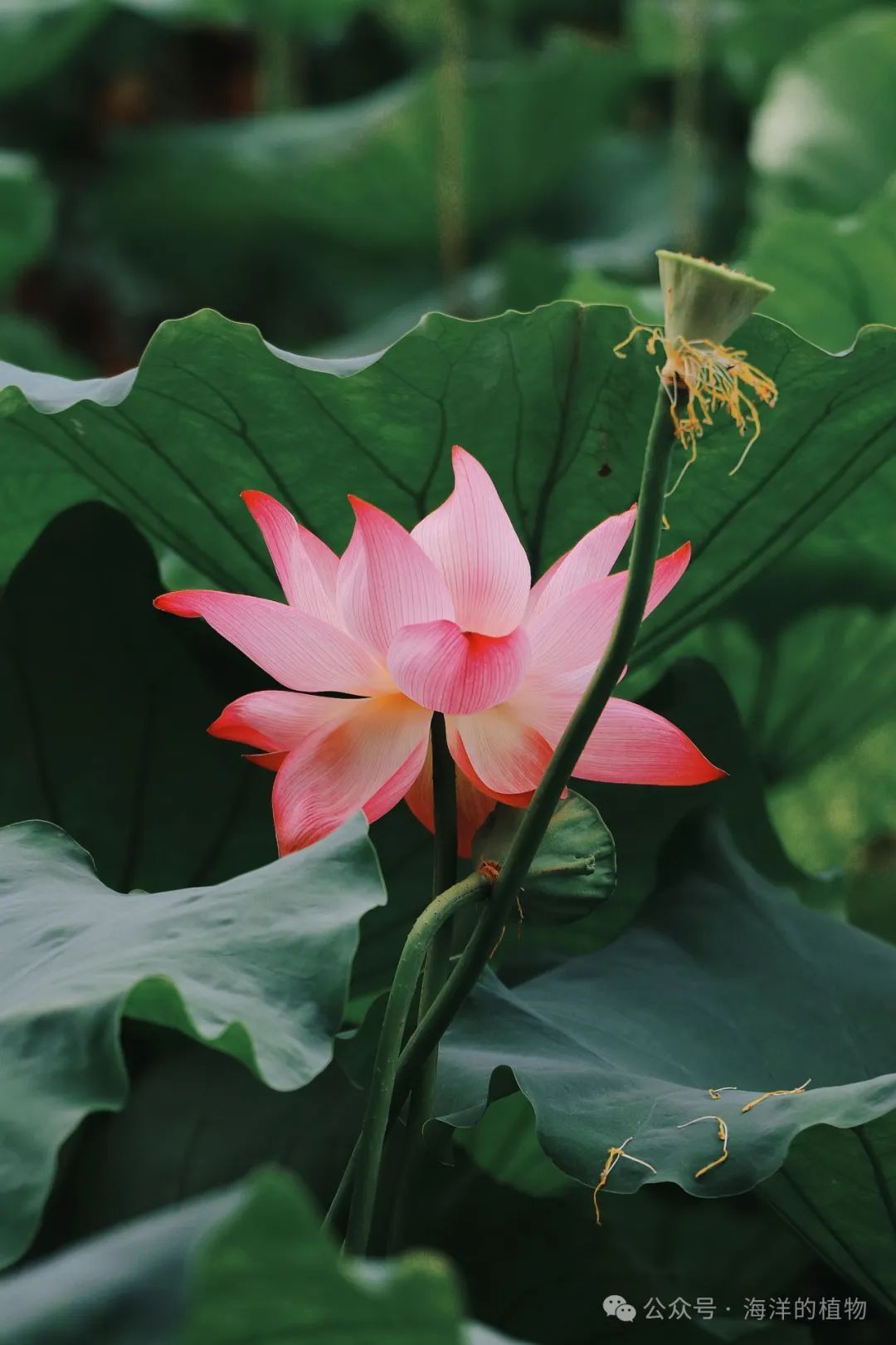 果博入口夏季有哪些可以种的水生植物(图4)