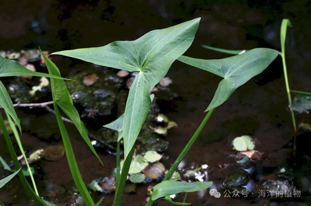 果博入口夏季有哪些可以种的水生植物(图6)