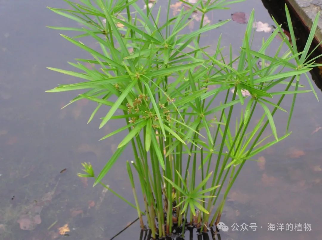 果博入口夏季有哪些可以种的水生植物(图8)