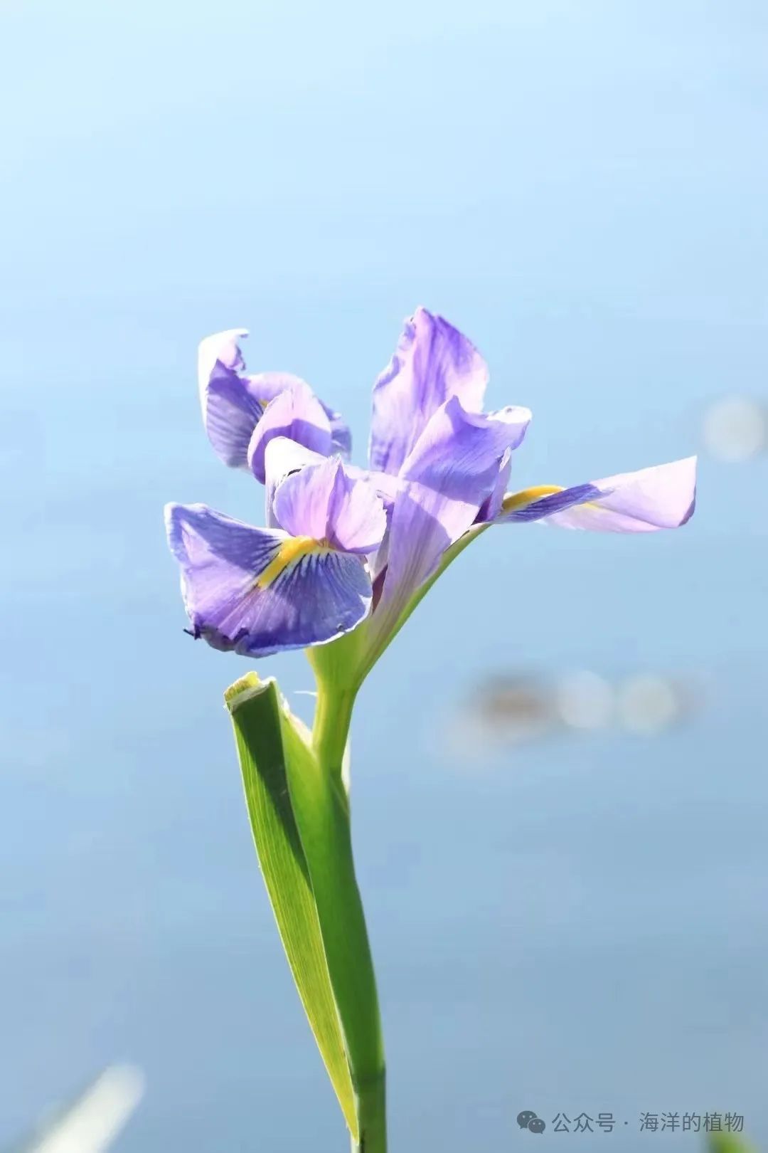 果博入口夏季有哪些可以种的水生植物(图11)