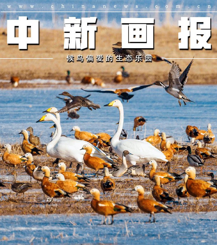 【全国生态日特刊】候鸟偏爱的生态乐园 - 关注森林