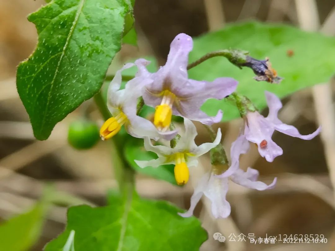 Solanum Photeinocarpum Var Violaceum solanum-photeinocarpum-var-violaceum