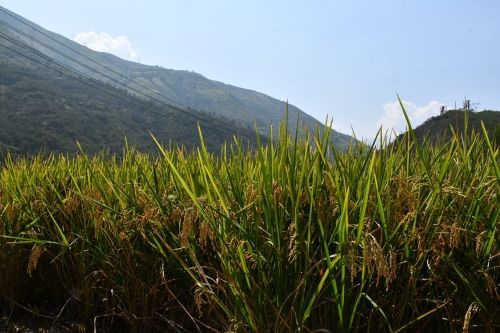 【豐收季】東川：又“稻”好時節(jié)   稻谷飄香收割忙5