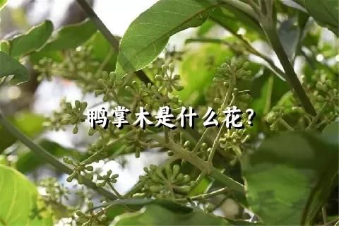 鸭掌木是什么花？