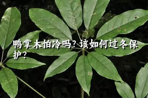 鸭掌木怕冷吗？该如何过冬保护？