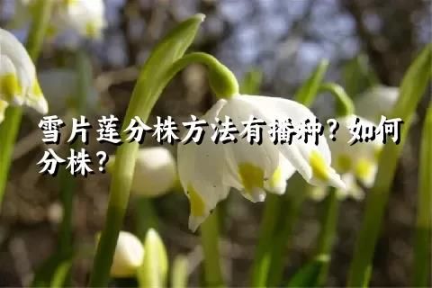 雪片莲分株方法有播种？如何分株？