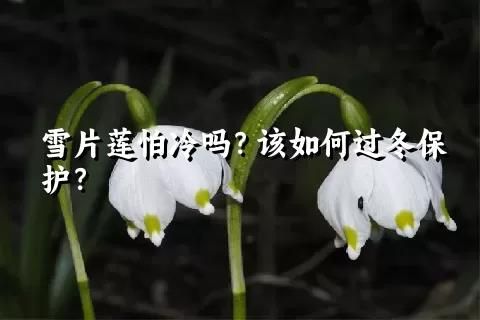 雪片莲怕冷吗？该如何过冬保护？