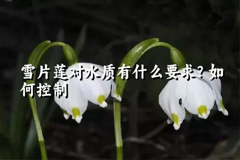 雪片莲对水质有什么要求？如何控制