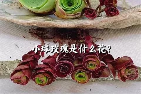 小球玫瑰是什么花？