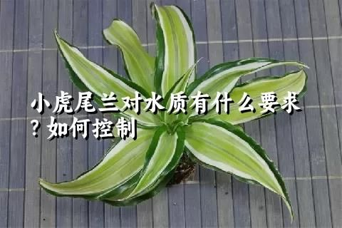 小虎尾兰对水质有什么要求？如何控制