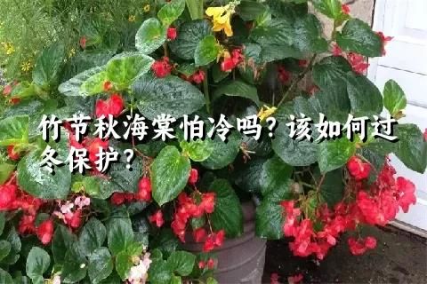 竹节秋海棠怕冷吗？该如何过冬保护？