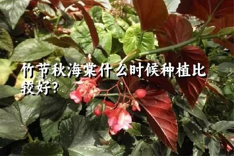 竹节秋海棠什么时候种植比较好？