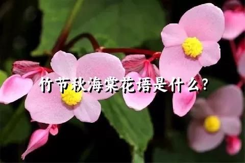 竹节秋海棠花语是什么？