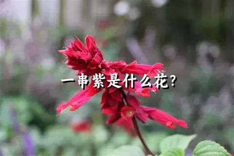 一串紫是什么花？