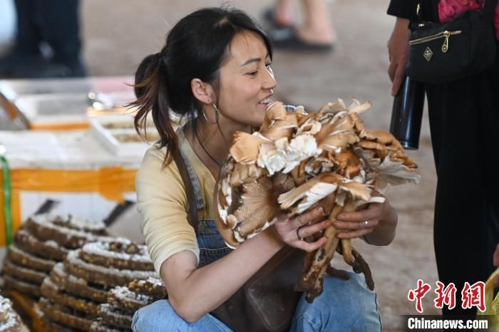 云南时鲜野生菌供销进入尾声