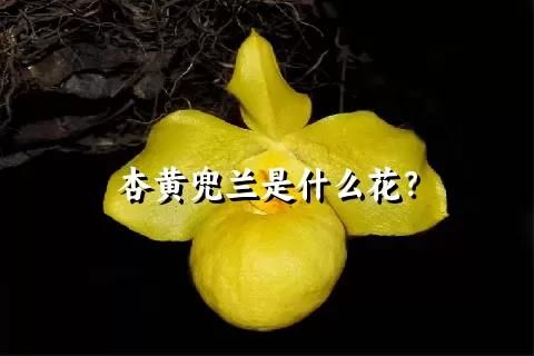 杏黄兜兰是什么花？